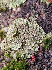 Phaeophyscia orbicularis