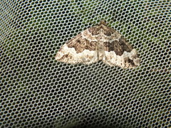 Lampropteryx suffumata