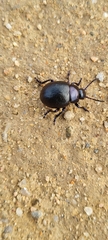 Timarcha goettingensis