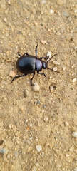 Timarcha goettingensis