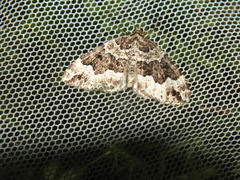 Lampropteryx suffumata