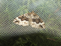 Lampropteryx suffumata