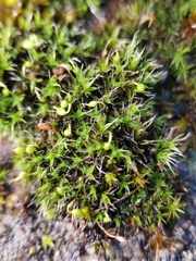 Grimmia pulvinata