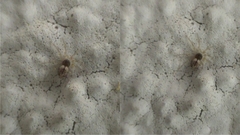 Oecobius maculatus