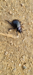 Timarcha goettingensis