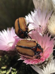 Trichostetha signata