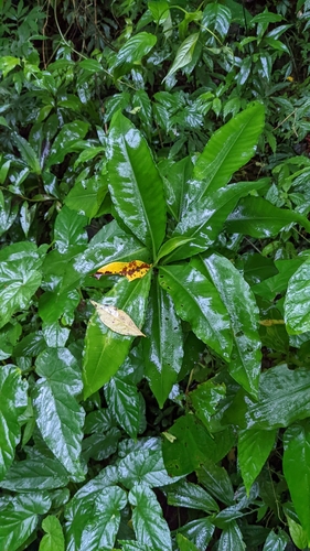 Ardisia polysticta