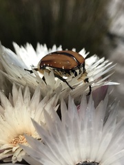 Trichostetha signata