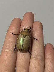 Anoplognathus montanus