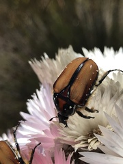 Trichostetha signata