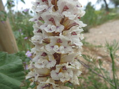 Orobanche crenata