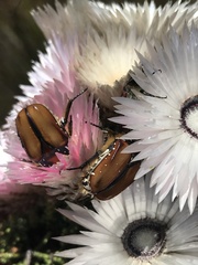 Trichostetha signata