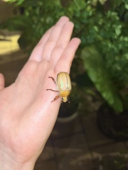 Anoplognathus montanus