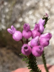 Erica obliqua