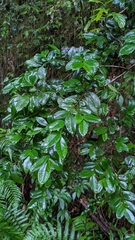 Eurya japonica