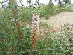 Orobanche crenata