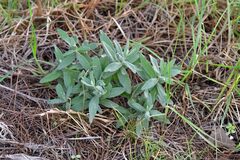 Cerastium tomentosum