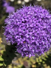 Pseudoselago pulchra