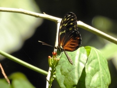 Heliconius hecale