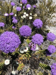 Pseudoselago pulchra