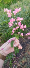 Antigonon leptopus