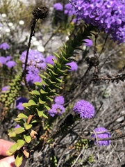 Pseudoselago pulchra