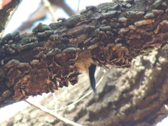 Yungipicus canicapillus