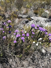 Pseudoselago pulchra