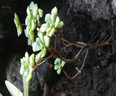 Aeonium lindleyi subsp. viscatum image