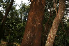 Eucalyptus saligna