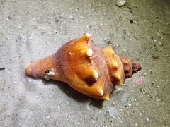 Volegalea cochlidium