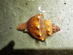 Volegalea cochlidium