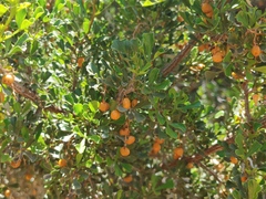 Searsia burchellii