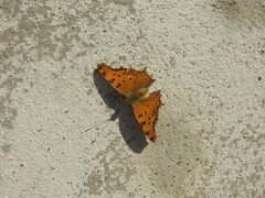 Polygonia egea