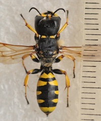 Ectemnius fossorius