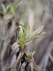 Traversia baccharoides