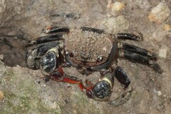 Neosarmatium smithi
