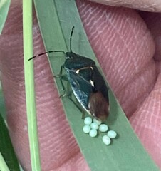 Ditomotarsus punctiventris