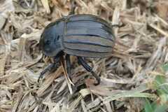 Anomalipus endroedii