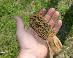 Morchella americana