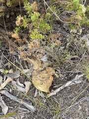 Haemanthus sanguineus