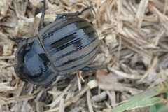 Anomalipus endroedii