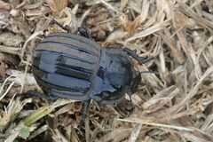 Anomalipus endroedii