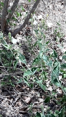 Rhinacanthus xerophilus