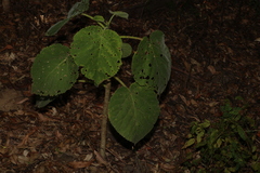 Dendrocnide excelsa