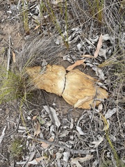 Haemanthus sanguineus