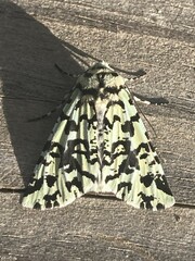 Leucolithodes paulina