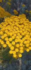 Athanasia vestita