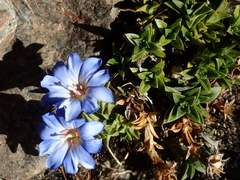 Gentiana arisanensis