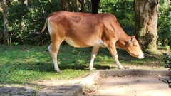 Bos